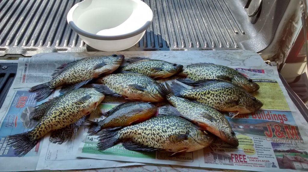 pymatuning fishing report